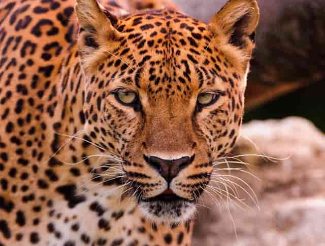 袖虎如此解读猫咪小肚腩的秘密