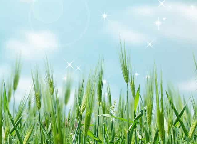 中国乒乓球胶皮厂家