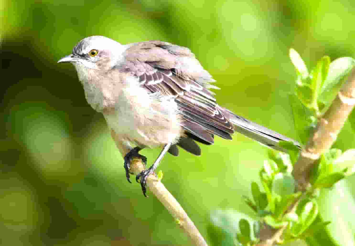蔡嘉珍榮獲註冊理財規劃師資格