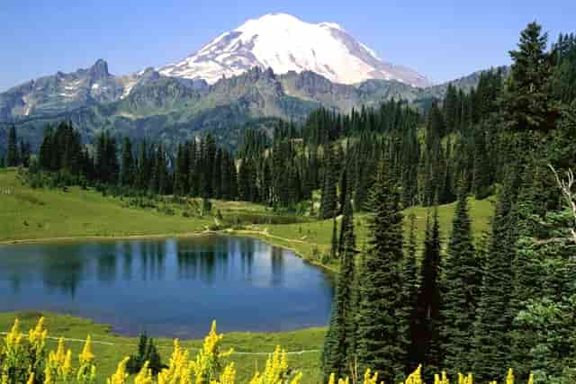 袖虎这个训猫技巧，一般人不知道