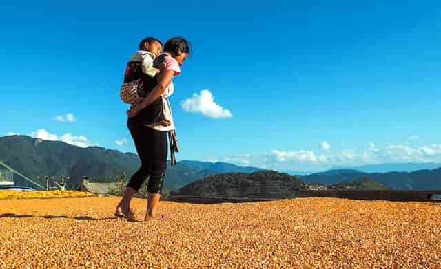 袖虎病猫攻略：小猫总是拉肚子，原因可能是它