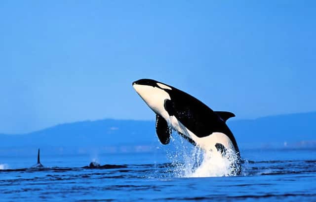 日本拳手被人打晕(被打哭的日本拳手)