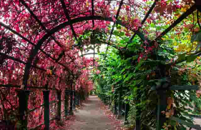 袖虎宠物创业攻略：如何躲过加盟骗局？