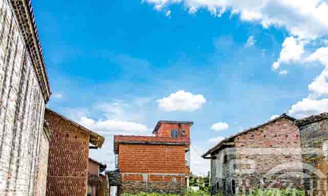 袖虎病猫攻略：纯种猫常见的遗传病