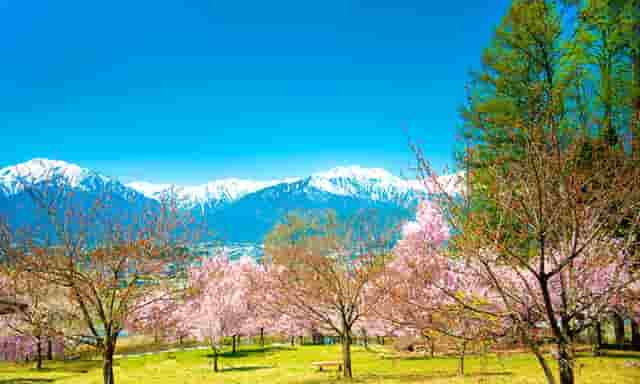 袖虎病猫攻略：猫咪子宫蓄脓是怎么回事