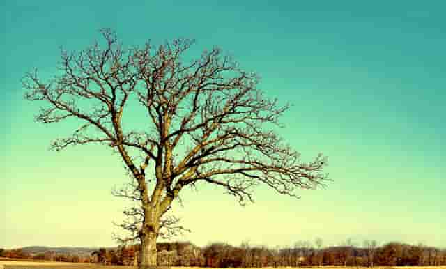 袖虎病狗攻略：狗得狂犬病五大症状，你都知道吗？