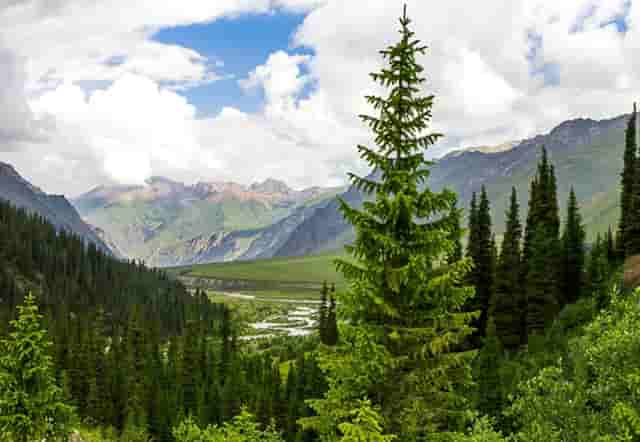袖虎宠物捅出常见套路