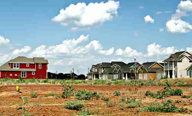 袖虎病猫攻略：猫咪常见骨骼疾病