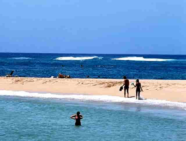 袖虎案例：猫鼻支还会容易死猫吗？